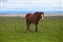 8084-10-5d_horse and camas field.jpg