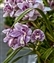6305-11-5d2_orchid_HDR2.jpg