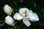 3412-06-20d_magnolia-b.jpg