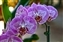 6176-12-5d2_orchid.jpg