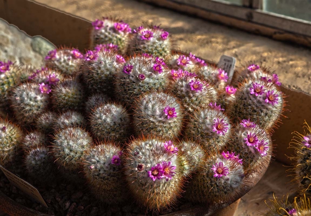 5929-12-5d2_flowering_little_cactus-web.