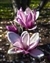 6112-12-5d2_magnolia.jpg