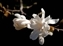 8115-06_star_magnolia.jpg