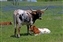 8116_longhorn with calf.jpg