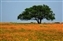 9046-07-5d_wildflowerand oak.jpg