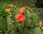 9573-07-5d_cactus flower.jpg